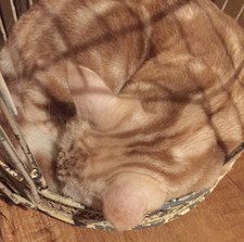 吉祥寺の猫カフェ「てまりのおうち」